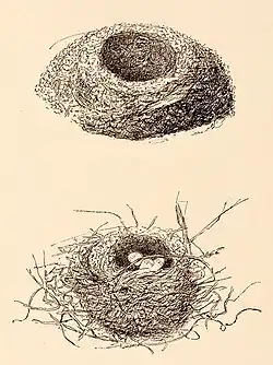 Kresba hnízda (Walter Buller, 1888)