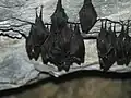 Netopýři v klenovské jeskyni