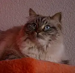 Něvská maškaráda, čokoládová s kresbou