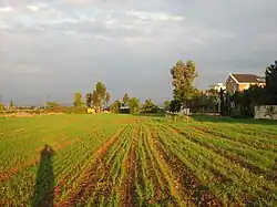 Zástavba v Neve Jarak a přilehlá pole