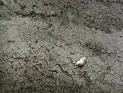 Nevyjasněné úmrtí, 2002