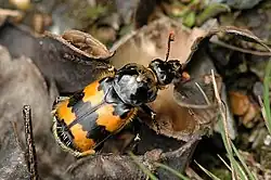 alternativní popis obrázku chybí