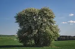 Niklojc hruška – symbol Chouzov