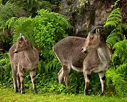 Nilgiri tahr