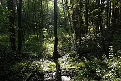 Niva Velkého Poráku