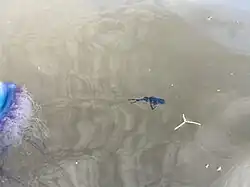 Ryba medúzovka Gronovova (Nomeus gronovii) žije v blízkosti trubýšů