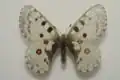 Parnassius nomion