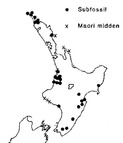 Mapka Severního ostrova zachycující lokace fosilních nálezů slípky takahe