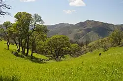 Skupiny vzrostlých dubů v hornaté luční krajině, jaro