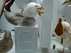 Fotografie bílého vypreparovaného ptáka při vyvrhování žluté tuhého hmoty