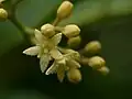 Detail květů Nothapodytes nimmoniana