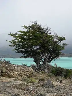 Pabuk Nothofagus pumilio, Perito Moreno, Argentina