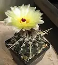 Notocactus submammulosus var. turecekianus. Subgenus Neonotocactus