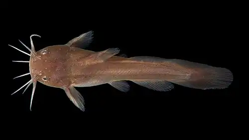 Noturus pulčí (Noturus gyrinus)