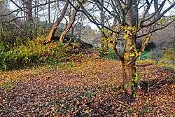 Nová Kyselka údajná tvrz (2).jpg