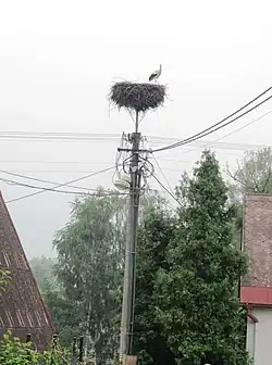 Čapí hnízdo v Nové Vsi