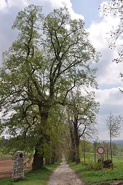 Lipová alej k Blanseku