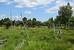 Charakteristická podoba Načetínského rašeliniště