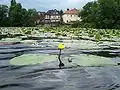 Stulík žlutý (Nuphar lutea)