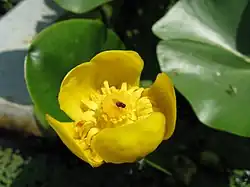 Květ stulíku malého (Nuphar pumila)