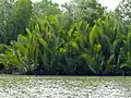 Jedna z rostlin charakteristických pro mangrovové porosty, palma Nypa fruticans