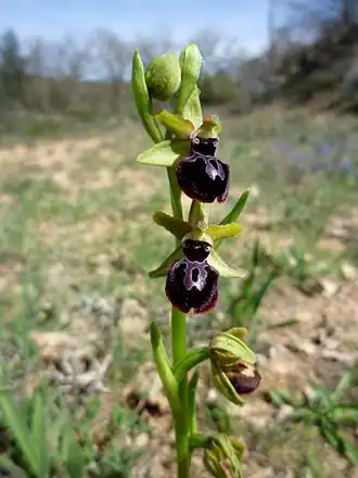 alternativní popis obrázku chybí