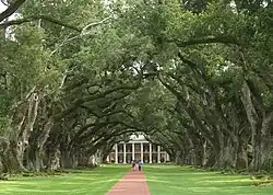 Alej vzrostlých starých dubů, v pozadí sídlo v koloniálním stylu