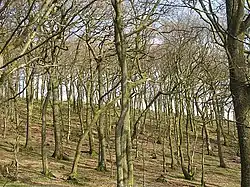 Řídký vysokokmenný les bez podrostu, mimo vegetační dobu