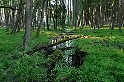 Přítok Arnoštického potoka v oboře Žehrov