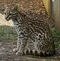 Ocelot velký