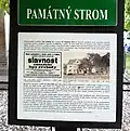 Lípa svobody památný strom informační tabule