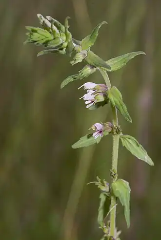 alternativní popis obrázku chybí