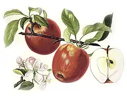 Plody, květy a listy odrůdy Červené tvrdé – Pomologie České ovoce: Díl I. – Jablka od F. Thomayera z roku 1894, namalovala Katy Bušková