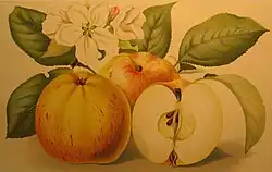 Obrázek odrůdy Grávštýnské od malířky Katy Buškové z knihy České ovoce od F. Thomayera z roku 1894