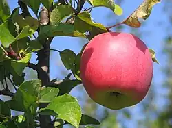 Česká odrůda jablka Melodie