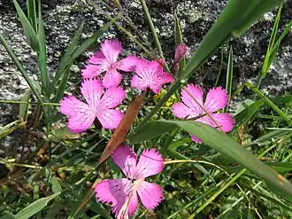 alternativní popis obrázku chybí