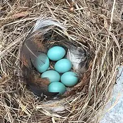 Hnízdo rehka zahradního s vejci