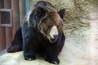 Ursus arctos pruinosus