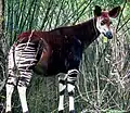 Okapi