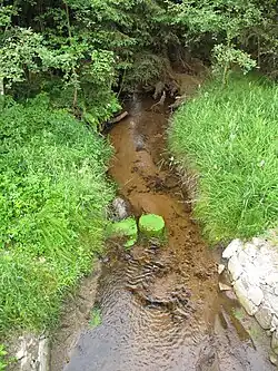 Olšinka u silnice na Lenoru