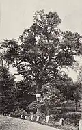 Oldřichův dub, 1921