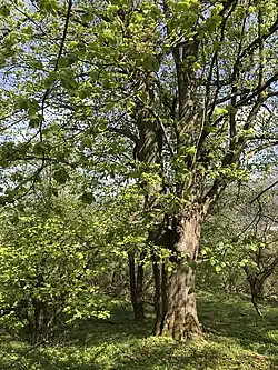 Oldřichovická lípa