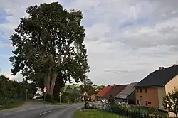 památná lípa v Olešné