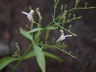 alternativní popis obrázku chybí