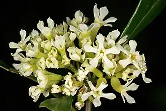 Kvetoucí Olinia ventosa