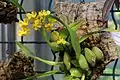 Oncidium cheirophorum