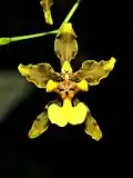 Květ Oncidium planilabre, produkující olej