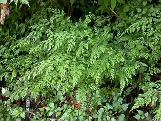 alternativní popis obrázku chybí