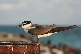 alternativní popis obrázku chybí