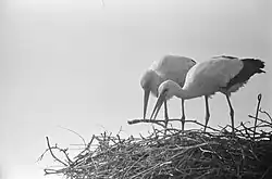 Čápi stavějící své hnízdo, Oudewater, 1960